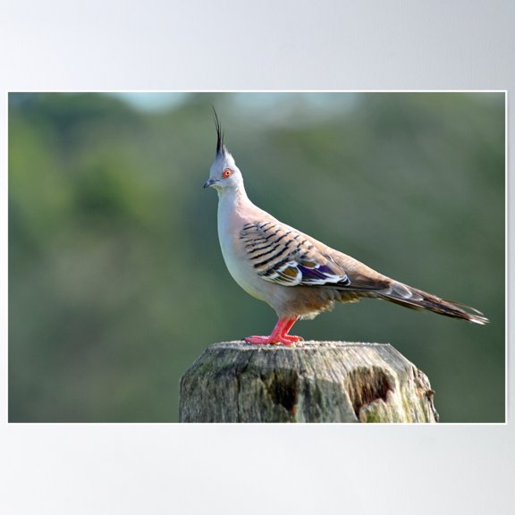 Crested Pigeon. Cedar Creek, Queensland, Australia. (2) Poster Wall Art, Modern Wall Decor For Living Room Bedroom, 12x18 UNFRAMED