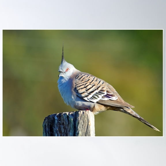 Crested Pigeon. Cedar Creek, Queensland, Australia (3) Poster Wall Art, Modern Wall Decor For Living Room Bedroom, 8x12 UNFRAMED