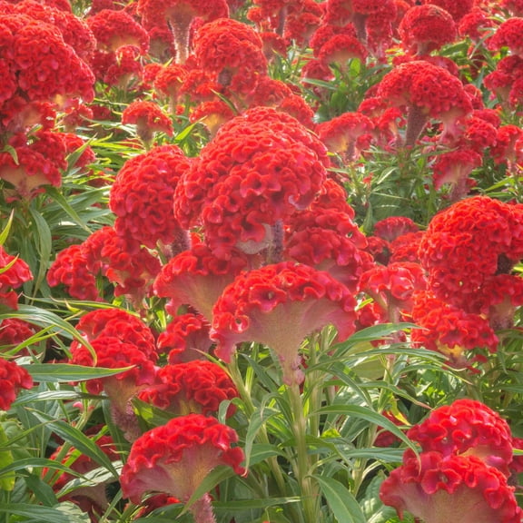 Crested Prestige Scarlet Celosia Seeds - 1000 Seeds - Annual Flower Gardening Seeds - Celosia cristata