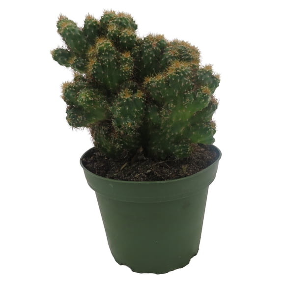 Crested Red Monstrous Cactus - Cereus Peruvianus - Houseplant/Terrarium/Fairy Garden - 4" Pot