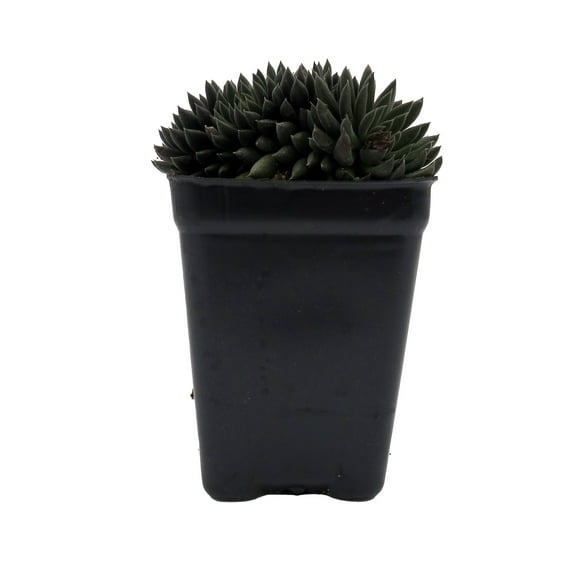 Crested Sedum- 2.5" Pot