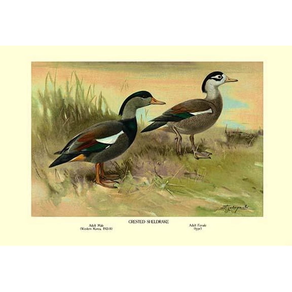 Crested Sheldrake Ducks-Fine Art Canvas Print (20" x 30")