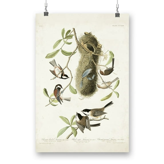 Crested Titmouse. Poster - John James Audubon Designs,