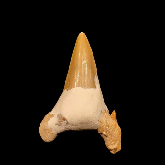 Cretalamna Shark Tooth