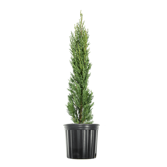 Perfect Plants Italian Cypress in 3 Gal. Grower's Pot