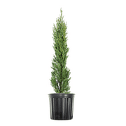 Perfect Plants Italian Cypress in 3 Gal. Growers Pot