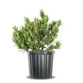 thumbnail image 1 of Pringles Podocarpus in 3 Gal. Grower's Pot - Perfect for hedges or topiary, 1 of 7