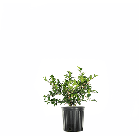 ShiShi Gashira Camellia in 3 Gal. Grower's Pot