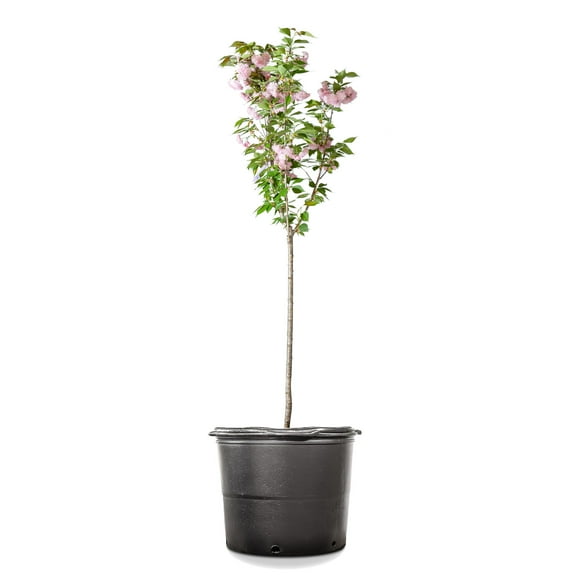 Cricket's Nursery 4-5 Ft Kwanza Cherry Tree Pink Live Plants in Grower Pots