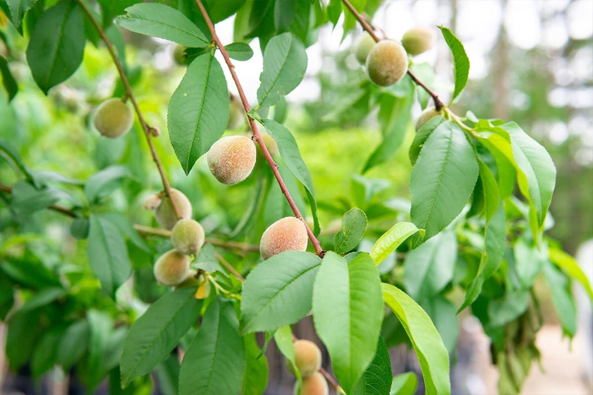 Flordaking Peach 4-5ft Tall, Delicious Fruit Live Plants, Heavy Fruit Producer