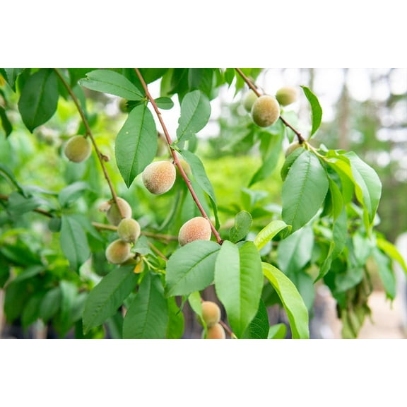 Flordaking Peach 4-5ft Tall, Delicious Fruit Live Plants, Heavy Fruit Producer