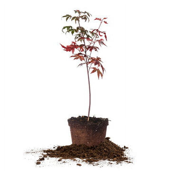 Cricket's Nursery Bloodgood Japanese Maple Tree Live Trees, Unique And Vibrant Fall Color
