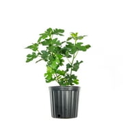Celeste Fig in 3 Gal. Grower's Pot - Prolific Producer