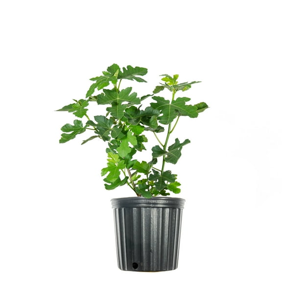 Celeste Fig in 3 Gal. Grower's Pot - Prolific Producer