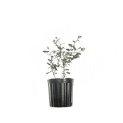 1 Gal. Powder Blue Blueberry - Heavy Producer - Beautiful Fall Color