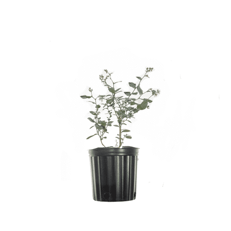 1 Gal. Powder Blue Blueberry - Heavy Producer - Beautiful Fall Color