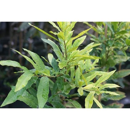 Cricket's Nursery Sawtooth Oak Live Tree