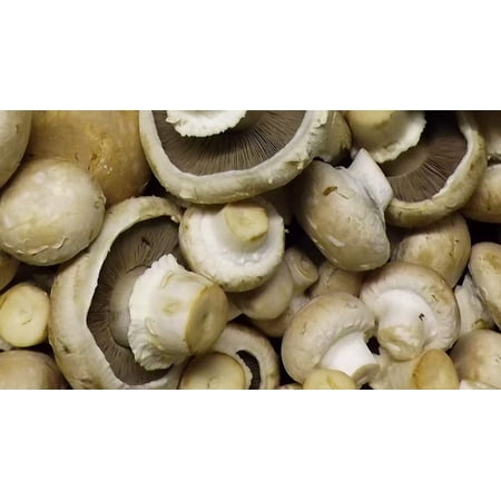 Crimini ~ Portabella ~ Baby Bella Mushroom Growing Kit ~ EASY to grow Your FRESH Shrooms! Fun for the Whole Family!
