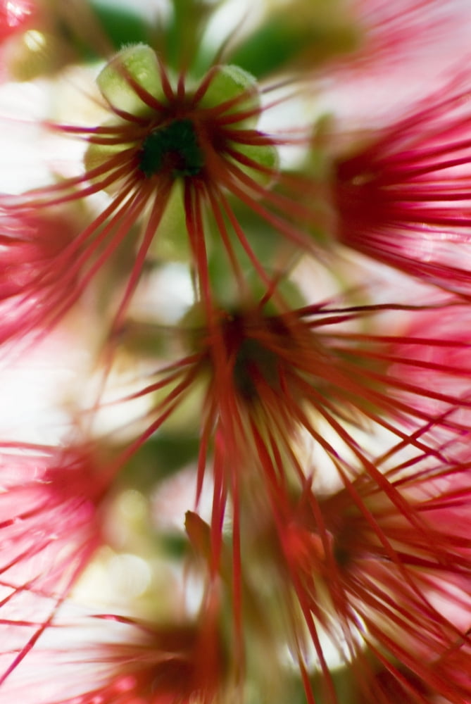 Crimson Bottlebrush (Callistemon Citrinus) Abstract Of Flower Detail Canvas Art - Ray Laskowitz Design Pics (11 x 17)