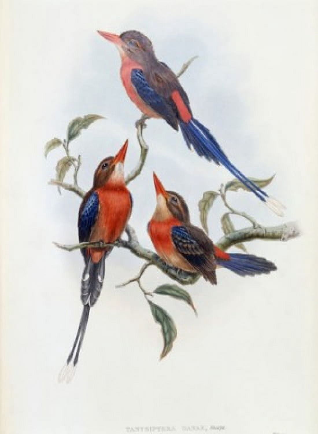 Crimson & Brown Kingfisher John Gould (1804-1881 British) Canvas Art - John Gould (18 x 24)