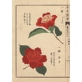 thumbnail image 1 of Crimson Camellias, Bokuhan And Karako, Theaa Poster Print By ® Florilegius Mary Evans (24 X 36), 1 of 4