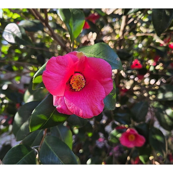 Crimson Candles Hybrid Camellia - Live Plant - ( 2.5 Quart ) - Winter Blooms