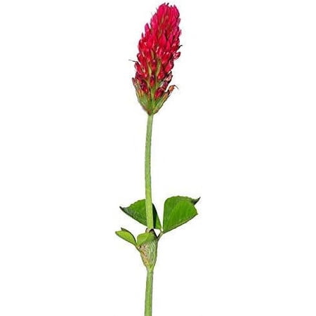 Crimson Clover Seeds (Coated) - 1 Lb - Garden Cover Crop, Non-GMO, Open Pollinated, Perennial, Heirloom - Coated for Easy Planting 1 Lb Pouch