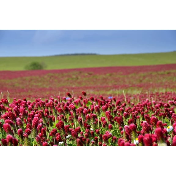 Crimson Clover Seeds for Planting (5 Pounds)