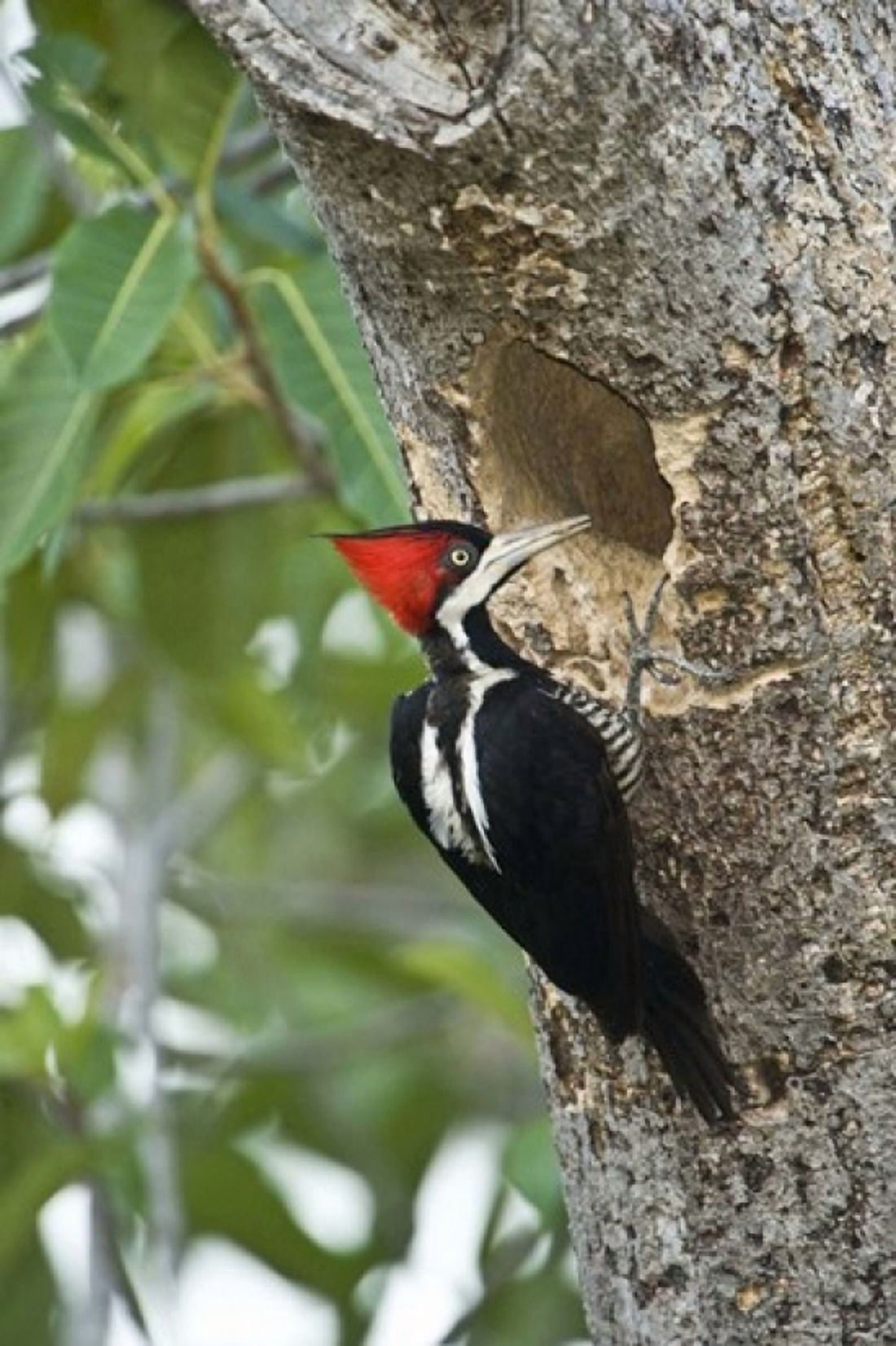 Crimson Crested woodpecker Three Brothers River Meeting of the Waters State Park Pantanal Wetlands Brazil Canvas Art - Panoramic Images (16 x 24)