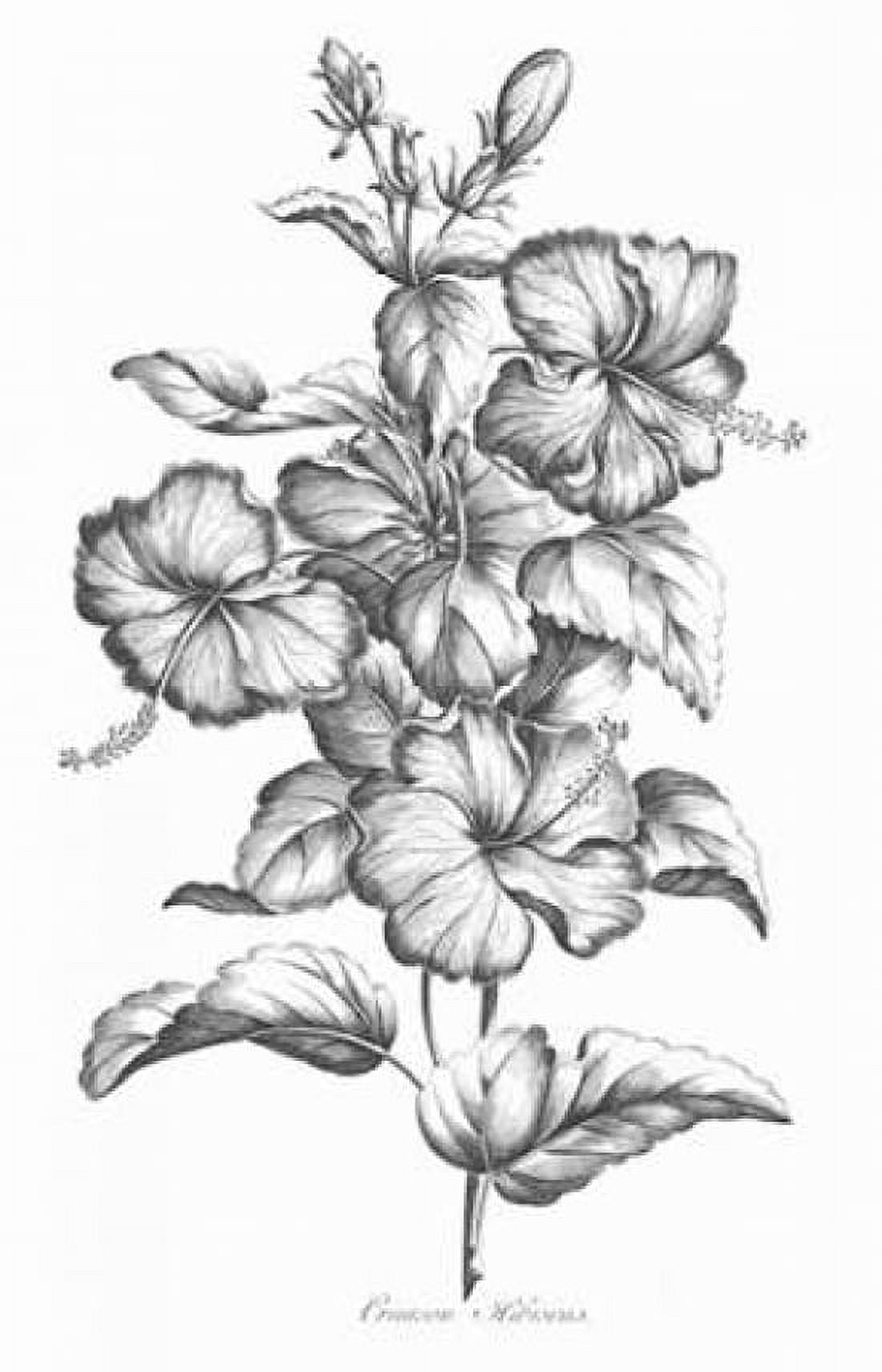 Crimson Hibiscus Canvas Art - John Hill (12 x 18)