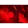 thumbnail image 1 of Crimson Petals I Poster Print by Rita Crane (24 x 36), 1 of 1