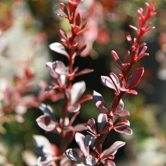Crimson Pygmy Barberry - 3 Gallon Pot, Live Dwarf Deciduous Shrub, Full/Part Sun, Outdoor