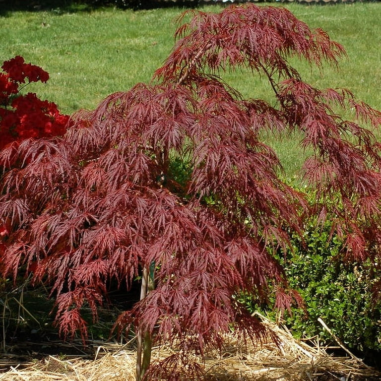 SALE‼️MarUmi 900ml Buy Acer palmatum 'Wakehurst Pink' Japanese Maple — Mr Maple