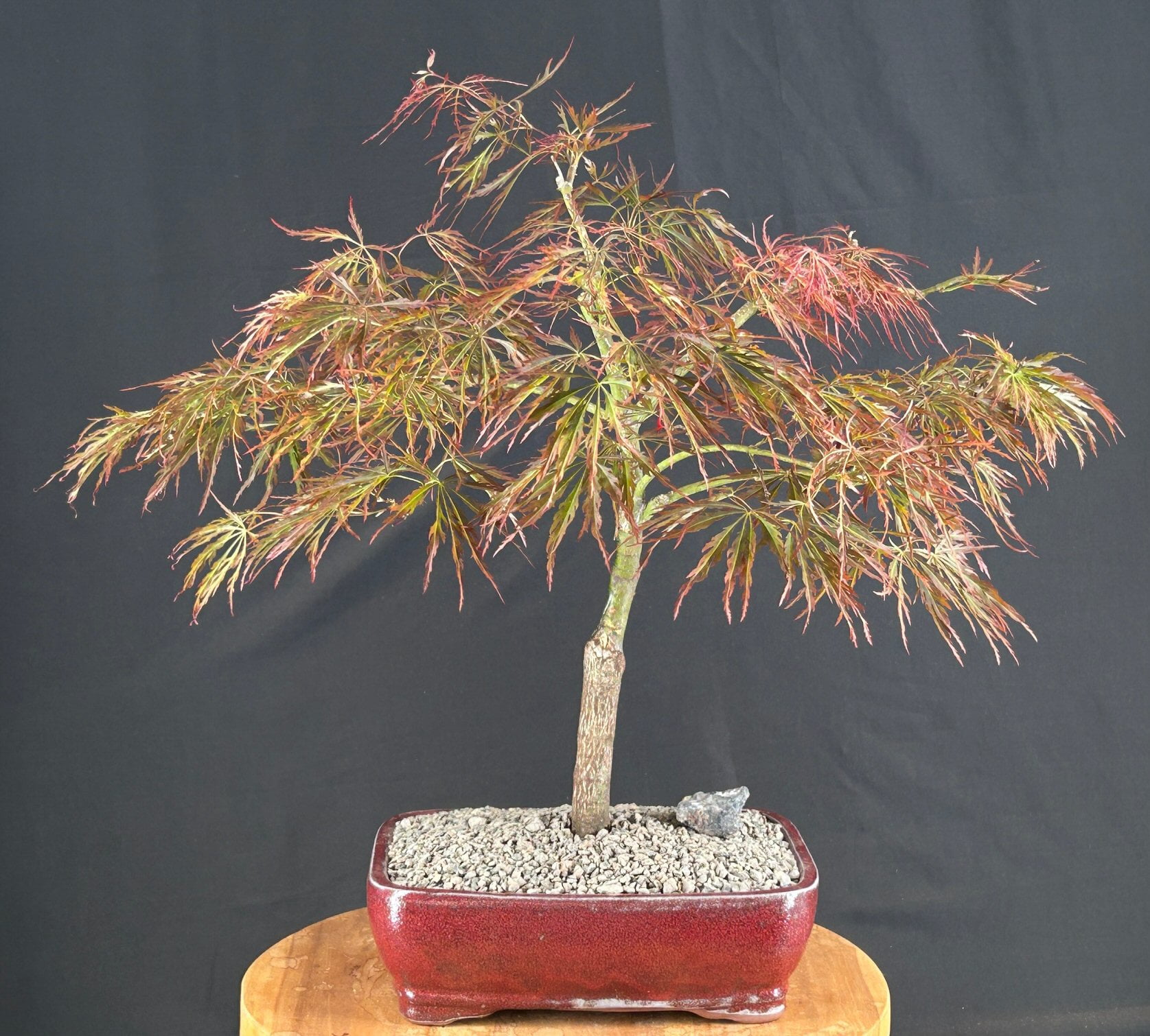 Crimson Queen Maple