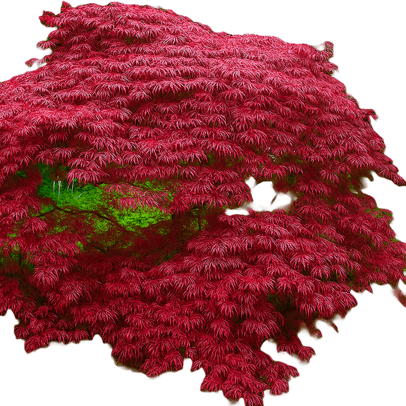 Crimson Queen Japanese Maple Live Trees, Ornamental, Deep Red Foliage