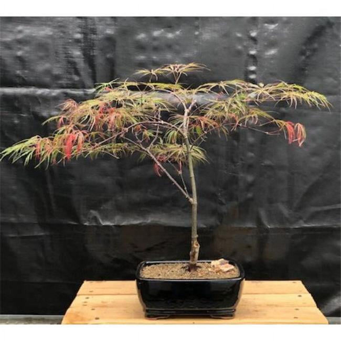 Crimson Queen Japanese Maple Tree - Acer Palmatum Var Dissectum ...
