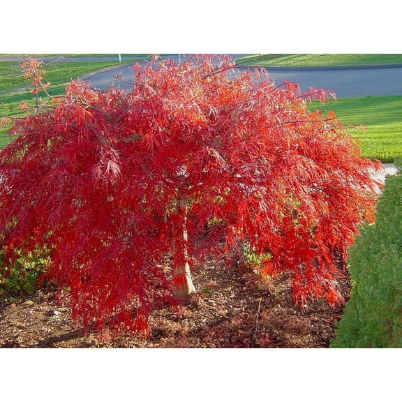 Crimson Queen Weeping LACE Leaf Japanese Maple - palmatum dissectum 'Crimson Queen' 2 - Year Plant