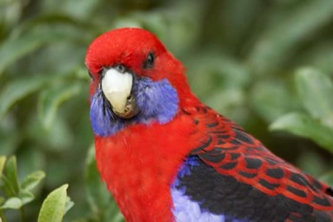 Crimson Rosellas OReillys Rainforest Lamington National Park Queensland Australia Canvas Art - David Wall DanitaDelimont (26 x 17)