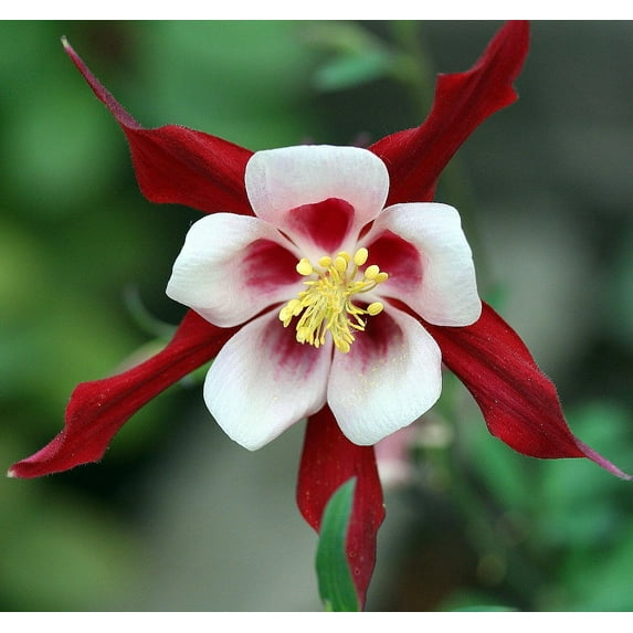 Crimson Star Columbine Perennial - Aquilegia - Live Plant - Quart Pot