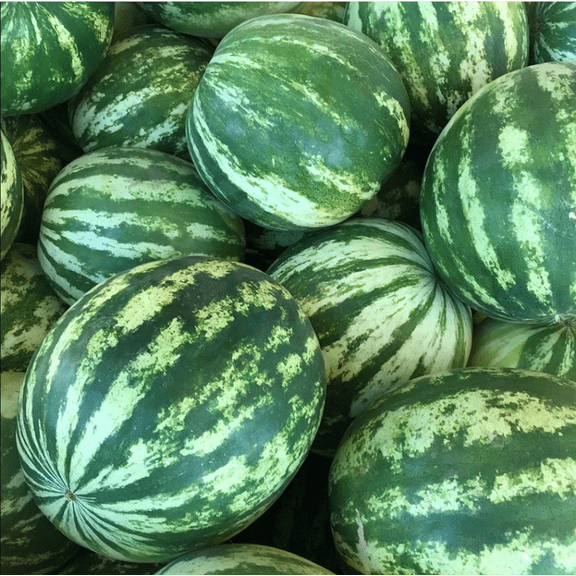 Crimson Watermelon Plants Live for Planting, Large Melon Juicy Red Fruit Watermelons, Sweet Watermelon Plant, 3-5 Inch Tall, 2 Plants in Pot