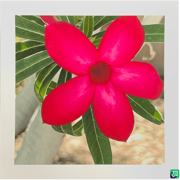 <new_title>Crimson Whirl Print Art Prints</new_title>