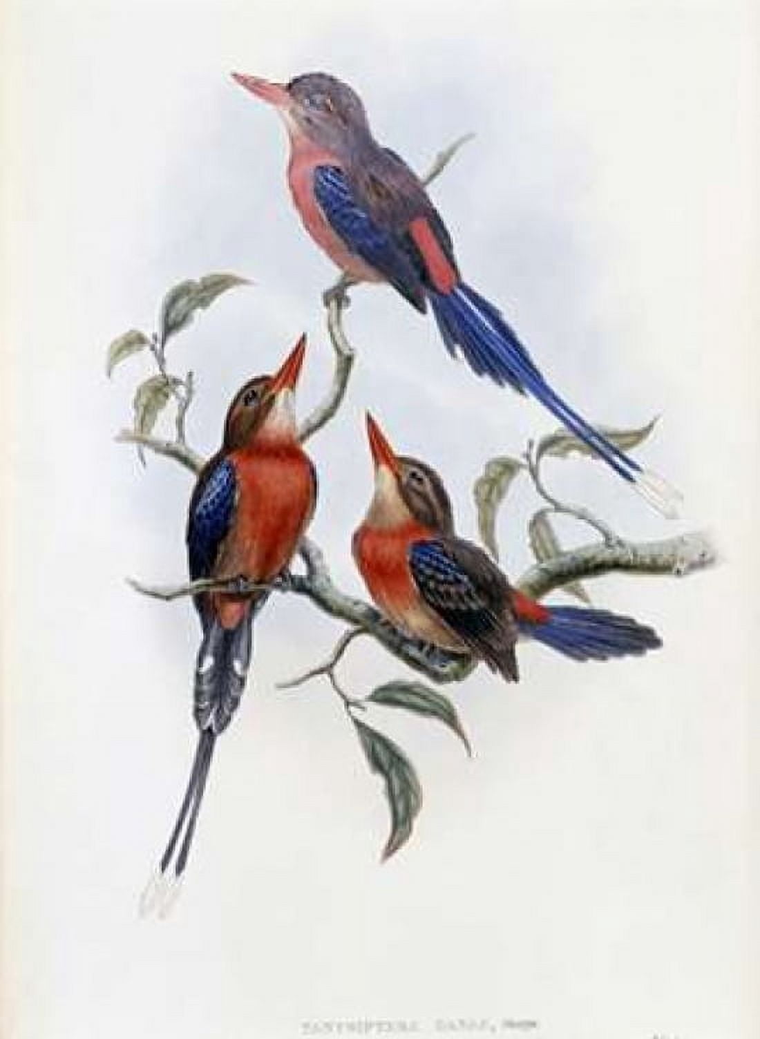 Crimson and Brown Kingfisher Canvas Art - John Glover (18 x 24)