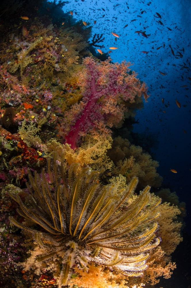 Crinoid and soft coral Fiji Canvas Art - Todd WinnerStocktrek Images (12 x 18)