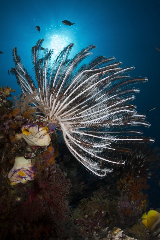 Crinoid in Raja Ampat Indonesia Canvas Art - Todd WinnerStocktrek Images (12 x 18)