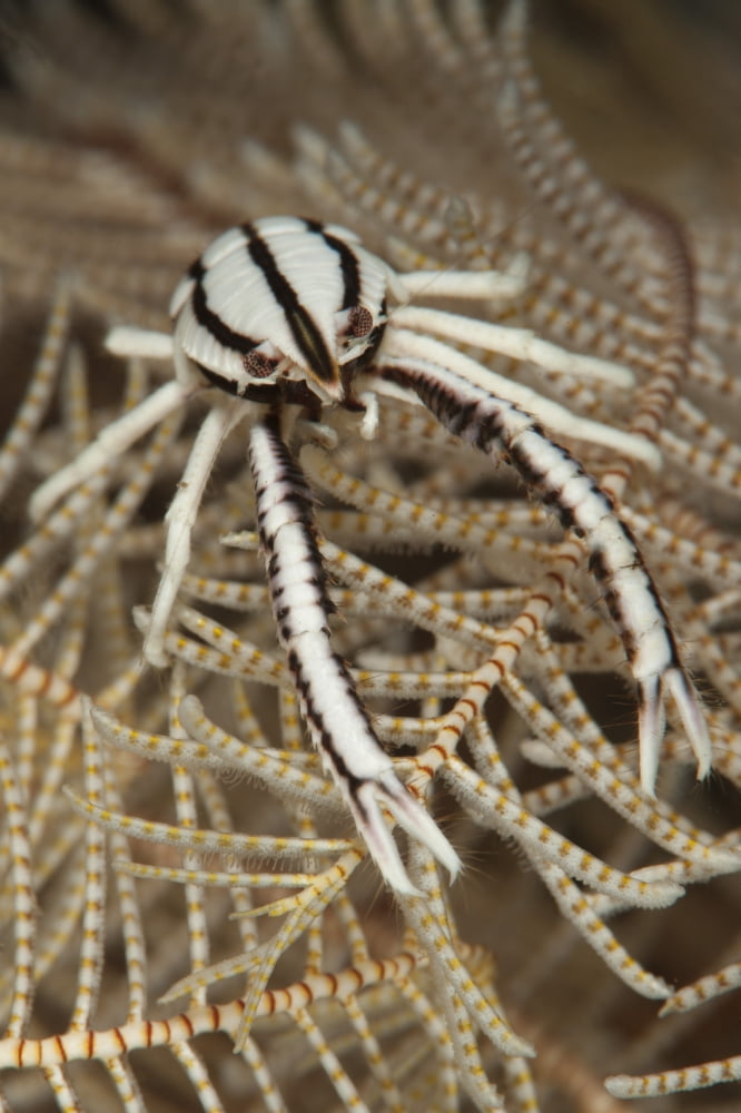 Crinoid squat lobster on crinoid feather star Bali Indonesia Canvas Art - Steve JonesStocktrek Images (12 x 18)
