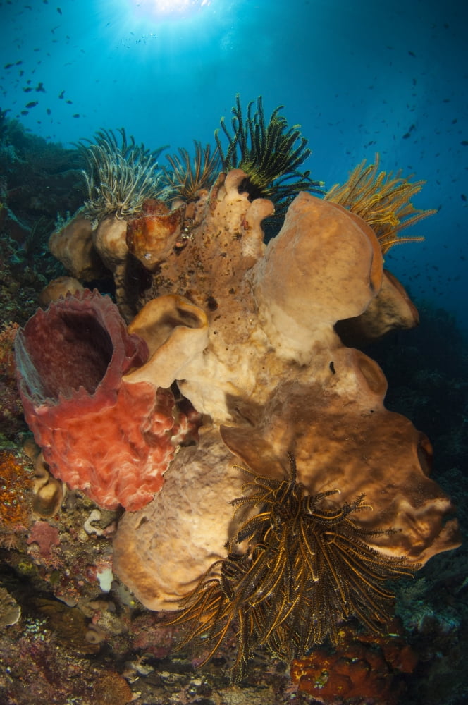 Crinoids adorn large sponges under Siladen Jetty Indonesia Canvas Art - Steve JonesStocktrek Images (12 x 18)