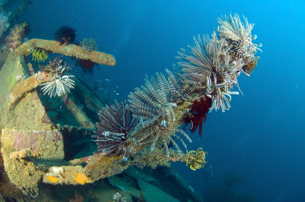 Crinoids attached to a piece of wreckage Solomon Islands Canvas Art - Steve JonesStocktrek Images (18 x 12)