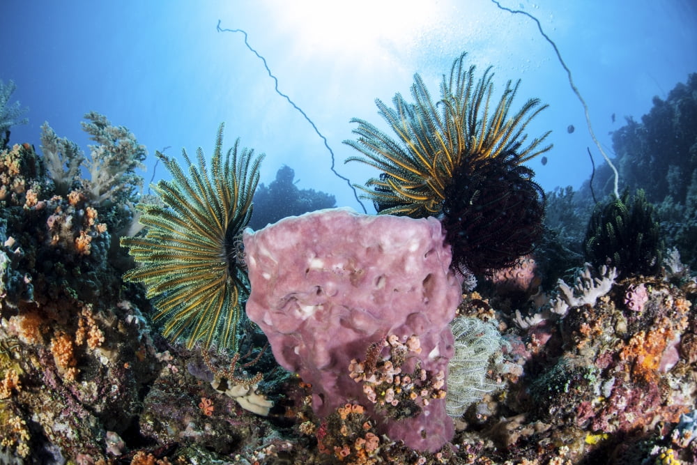 Crinoids cling to a large sponge on a healthy coral reef Canvas Art - Ethan DanielsStocktrek Images (17 x 12)