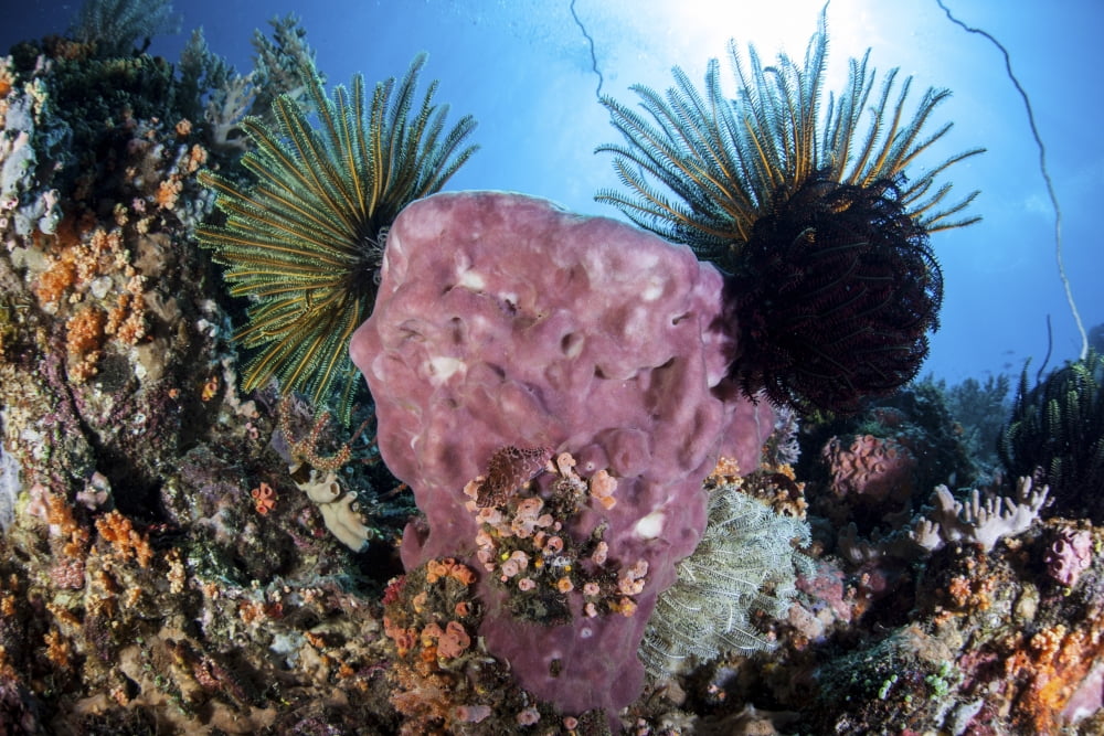 Crinoids cling to a large sponge on a healthy coral reef Canvas Art - Ethan DanielsStocktrek Images (17 x 12)
