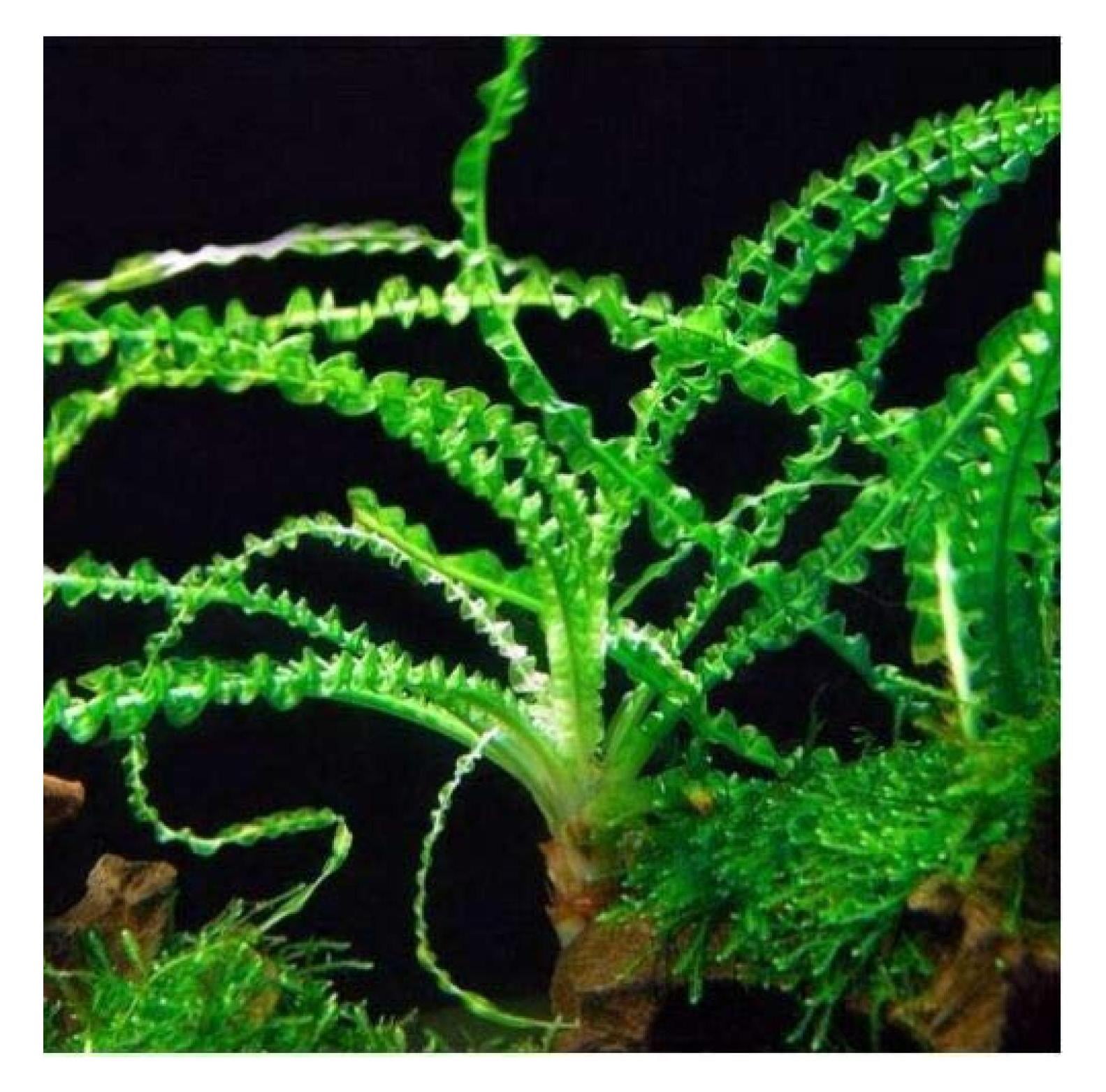 Crinum Calamistratum Live Aquarium Plants Easy Aquatic Plant